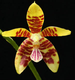 home_page_orchid.jpg